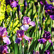 Garden Of Irises Poster