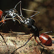 Giant Forest Ant Camponotus Gigas Pair Poster