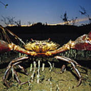 Giant Mud Crab Scylla Serrata Poster
