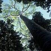 Giant Trees Manuel Antonio Park Costa Rica Poster