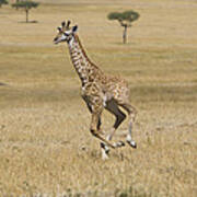 Giraffe 3 Week Old Calf Running Masai Poster