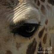 Giraffe Eye Poster