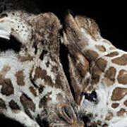 Giraffe Snuggle Poster