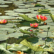 Glistening Lotus Flowers Poster