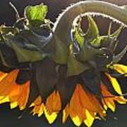 Glowing Sunflower. Poster