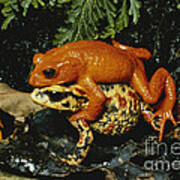 Golden Toads Mating Poster
