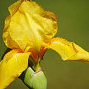 Golden Yellow Iris Poster