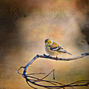 Goldfinch In Deep Thought Poster