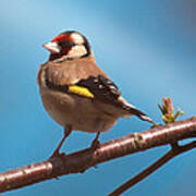 Goldfinch Poster