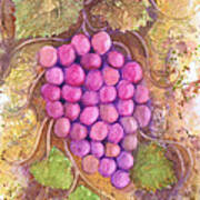 Grape Vine Fusion Poster