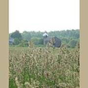 Grass In Blossom With Barn-i Poster