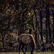 Grazing At Sunrise Poster