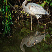 Great Blue Heron 1 Poster