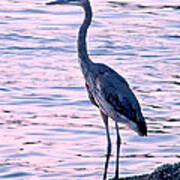 Great Blue Heron Poster