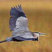 Great Blue Heron In Flight Iii Poster