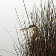 Great Blue Heron Poster