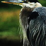 Great Blue Heron Poster