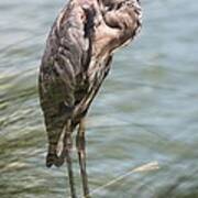 Great Blue Heron Vigil Poster