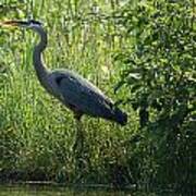 Great Blue Heron Waiting To Eat Poster