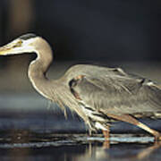 Great Blue Heron With Captured Fish Poster