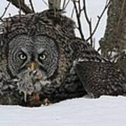 Great Gray Owl And Prey Poster