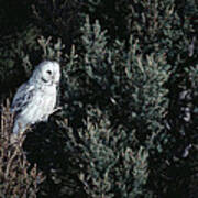 Great Gray Owl Strix Nebulosa In Blonde Poster