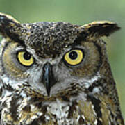 Great Horned Owl Bubo Virginianus Poster