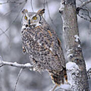 Great Horned Owl Perched In Tree Dusted Poster