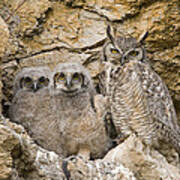 Great Horned Owl With Owlets In Nest Poster