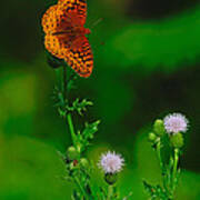 Great Spangled Fritillary Poster