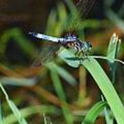 Green And Blue Dragonfly Poster