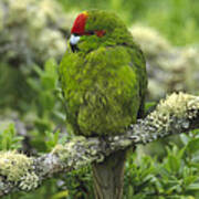 Green-cheeked Amazon Parrot Amazona Poster