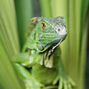 Green Iguana Portrait Honduras Poster