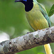 Green Jay Poster