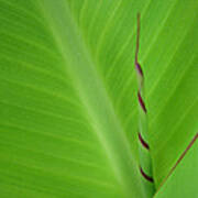 Green Leaf With Spiral New Growth Poster