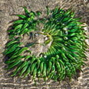 Green Sea Anemone Poster