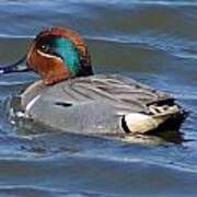 Green Winged Teal Poster