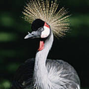Grey Crowned Crane Balearica Regulorum Poster