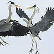 Grey Heron Ardea Cinerea Pair Fighting Poster