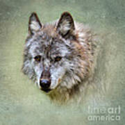 Grey Wolf Portrait Poster