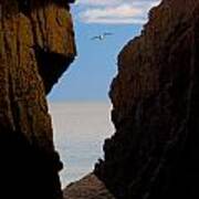 Gulls Of Acadia Poster