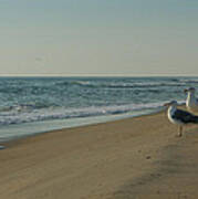 Gulls Poster