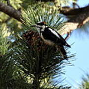Hairy Woodpecker On Pine Cone Poster