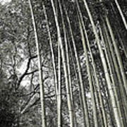 Hakone Bamboo 1 Poster