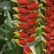 Hanging Heliconia Heliconia Rostrata Poster