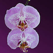 Hanging Orchids Poster