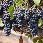 Hanging Wine Grapes Poster