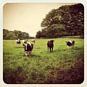 #herd #cows #cow #moo #cattle #bovine Poster