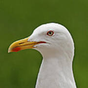 Herring Gull Poster