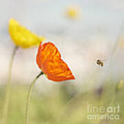 Honey Bee And Colorful Poppies Poster